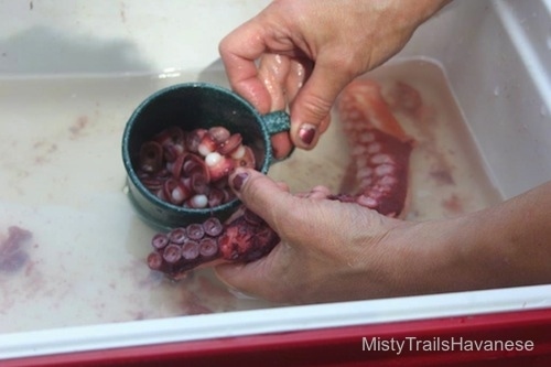 Close up - There is a green cup full of Octopus suckers. There is an Octopus tentacle in the persons hand.
