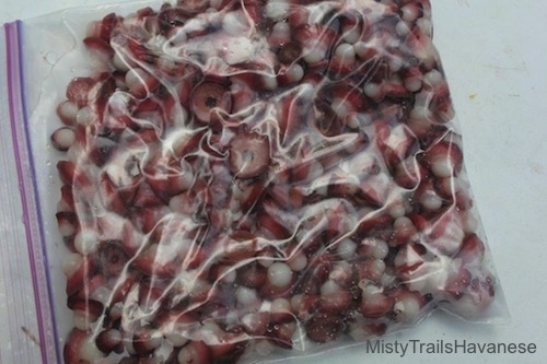 Close up - A freezer bag full of Octopus tentacle suckers.