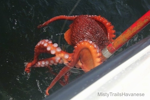 A red Octopus is attached to a pole and it is laying against the side of a boat.