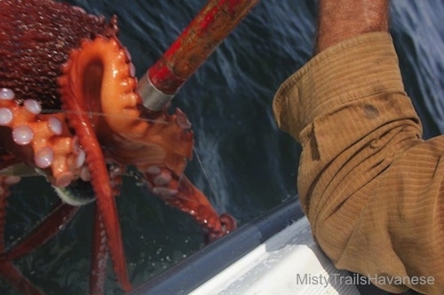 A red Octopus is swimming away from the boat and a person is trying to lift it up with a wooden pole.