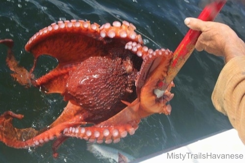 A red Octopus is being lifted up on a wooden pole. It is being lifted out of the water.