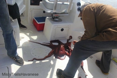 A red Octopus is laid out on a boat and behind it is a man in a corduroy jacket leaning over and looking at it.