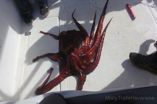 A red Octopus is laying on a boat floor. There is a man behind it and a man to the right of it.