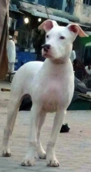 A white Pakistani Bull Dog puppy is standing in a street and it is looking to the left. There is a market with a man dressed in white in the distance.