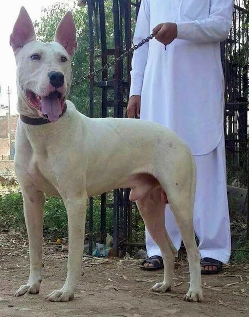 Left Profile - A perk-eared, white Pakistani Bull Terrier is standing on dirt and there is a man dressed in white holding its leash behind it. Its mouth is open, tongue is out and it is looking forward. They are in front of a black medal fence.