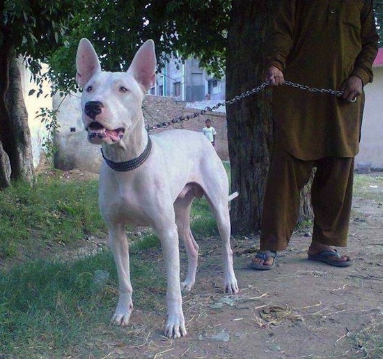 A perk-eared, white Pakistani Bull Terrier dog is standing in dirt under a tree next to grass looking to the left. There is a man dressed in an olive green outfit and blue sandals behind it holding its chain. The dog's mouth is open. There is a little kid in the distance next to a tan brick wall watching.