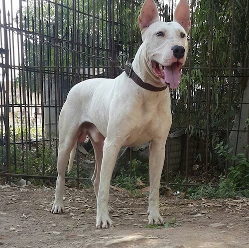 Front side view - A perk-eared, white Pakistani Bull Terrier dog is standing in dirt and it is looking forward. Its mouth is open and tongue is out. There is a metal gate behind it.