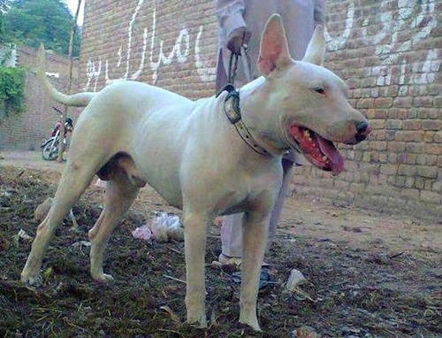 Front side view - A white Pakistani Bull Terrier is standing in dirt looking to the right. There is a man dressed in white next to it holding a leash and a brick wall with Arabic writing on it and a motorcycle parked behind them.