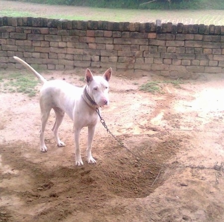 A perk-eared, white Pakistani Bull Terrier is on a chain standing in dirt and in front of a freshly dug hole. There is a stone block wall behind it.