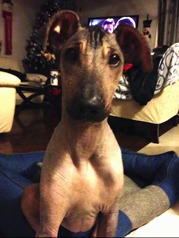 Close up - A hairless Peruvian Inca Orchid puppy is sitting on a dog bed and looking forward. Its ears are dropped over and there is a Christmas tree and a TV behind it.