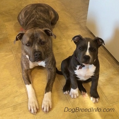 Two dogs laying down and sitting side by side on a tan tiled floor - A blue nose brindle American Pit Bull Terrier dog is laying next to a dark gray with white American Bully puppy who is sitting down. They are both looking up.