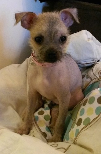 Close up front view - A mostly hairless Pugese puppy is wearing a pink collar sitting on a dog bed looking forward. It has rose ears and wiry lookng hair on its head and paws.