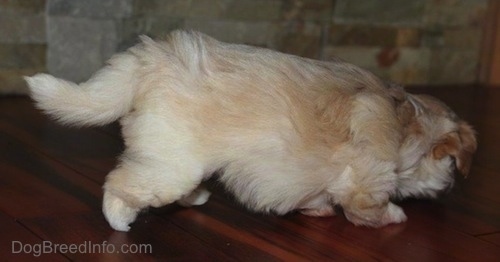 Puppy with a Missing Paw walking on hardwood floor