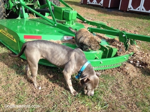 A cat is sitting on a green John Deere mower and an American Pit Bull Terrier dog is sniffing grass.