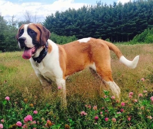 The left side of a large breed, shorthaired, brown with white and black Saint Bernard that is standing in medium sized grass and it is looking forward. Its mouth is open and tongue is hanging out.