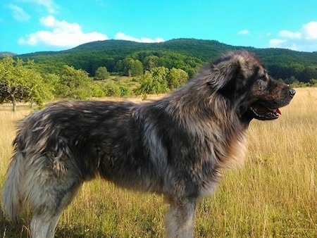 Right Profile - A black and tan Sarplaninac is standing in grass and it is looking to the right. Its mouth is open and tongue is out. There is a nice scenic view in the distance.