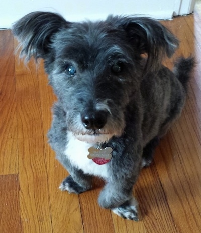 A black, grey with white Scotchon dog is sitting on a hardwood floor looking up. The dog's chest is white and its paws turn outward. It has shorter hair on its body and longer hair on its ears.