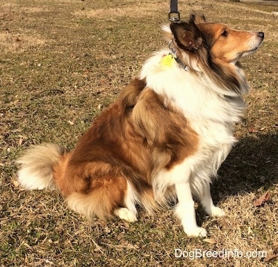 The right side of a brown and white Shetland Sheepdog is sitting across grass, it is looking up and to the right.