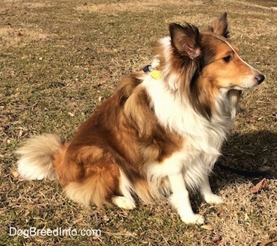 The right side of a brown and white Shetland Sheepdog that is sitting across grass and it is looking to the right.