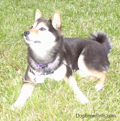 A black with tan and white Shiba Inu is laying across a grass surface, it is looking up and to the left. It has a curl tail, a thick coat and small perk ears.