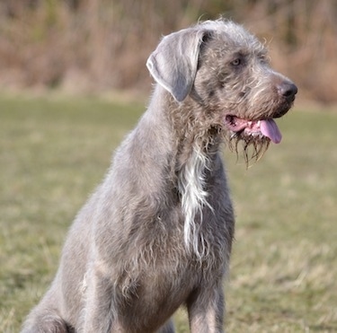 Front side view - A brown with white Slovakian Wirehaired Pointer dog sitting in grass and it is looking to the right. Its mouth is open and tongue is sticking out. The dog has a wet chin and wiry looking hair down its stop and neck.