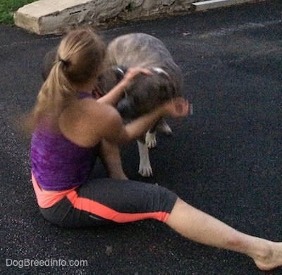 A blonde-hared girl is sitting and she is getting run at by a blue-nose Brindle Pit Bull Terrier and a blue-nose American Bully Pit.