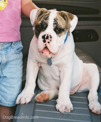 A white with brown Bulldog puppy is sitting in a car, next to a person in a pink shirt and they have there hand on the puppy's back.
