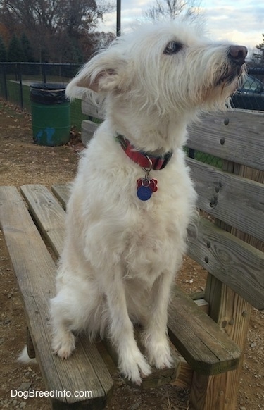 Front view - A wavy-coated, tan Auss-Tzu dog is outside sitting on a wooden bench looking up and to the right.