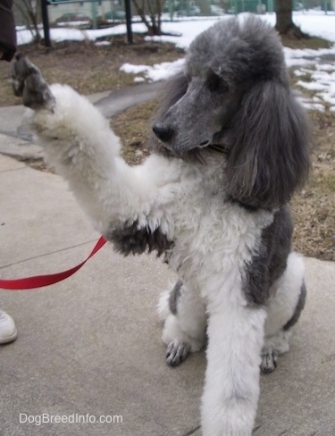 A white with gray, parti-colored Standard Poodle dog sitting across a concrete surface looking to the left and it has its front right paw in the air. It has long thick hair on its ears.