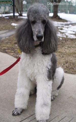 The front of a white with gray, parti-colored Standard Poodle dog sitting across a concrete walkway looking forward. It has a long muzzle with short hair and a big black nose.