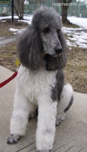 A white with gray, parti-colored Standard Poodle dog sitting on a concrete walkway looking to the right. The dog has a thick coat and long thick hair on its ears.