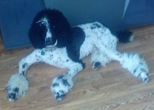 A shaved, white with black parti-colored Standard Poodle dog laying across a hardwood floor with its back against the couch. It is looking forward and up.