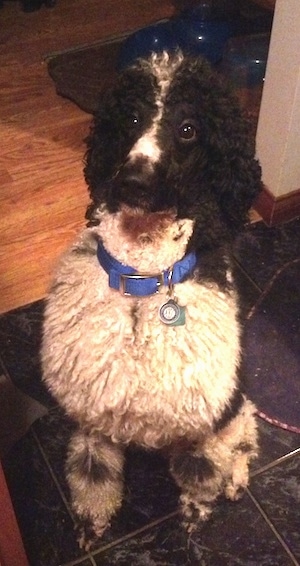 Front view - A thick coated, white with black, parti-colored Standard Poodle dog sitting on a marble tiled floor looking up.