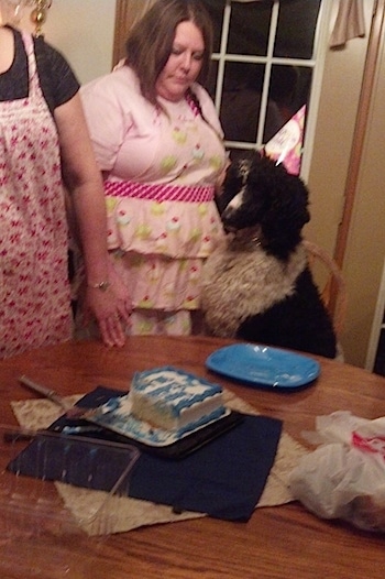 A white with black, parti-colored Standard Poodle dog sitting in a chair and there is a table with a cake on it. There are people standing around the dog.