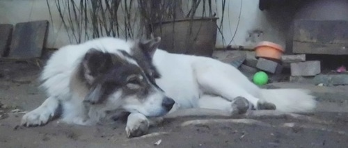 Front side view of a large breed, thick coated, white with black and tan Thai Bangkaew Dog laying down across a dirt surface.