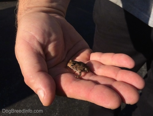 A baby toad is in the hand of a person