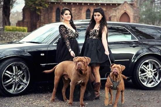 Two brown with white Ultimate Mastiff dogs are standing on a blacktop surface in front of two ladies in black dresses and behind them is a black vehicle and a fancy brick building.