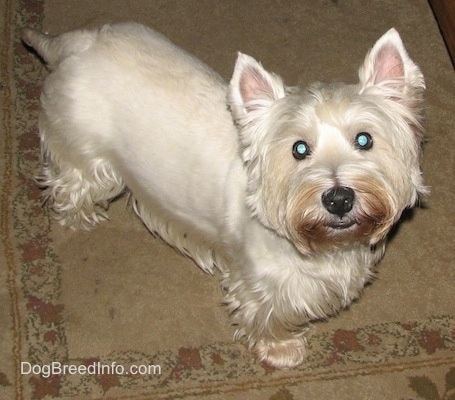 Top down view of a West Highland White Terrier dog standing across a carpeted surface and it is looking up. The dogs eyes are wide and round and it has small perk ears and longer hair on its face and under belly.