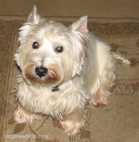 Top down view of a West Highland White Terrier dog that is sitting on a carpet and it is looking up. It has a black nose and round dark eyes. There is a brown copper coloring on its snout and paws.