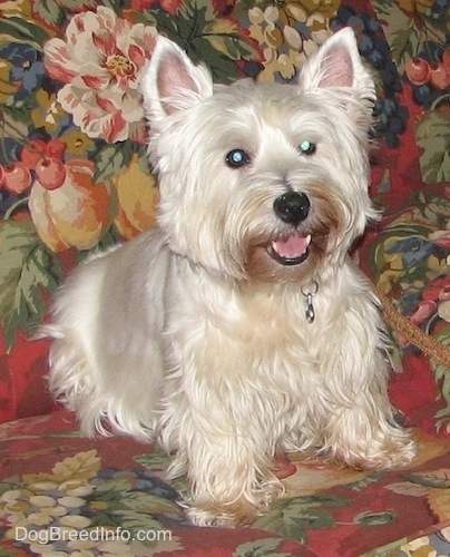 The front right side of a West Highland White Terrier. The Westie is sitting on a floral couch, it is looking forward, its mouth is open and it looks like it is smiling.