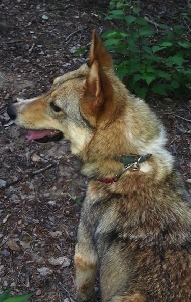 Top down view of the back of a thick-coated, Western Siberian Laika that is sitting outside in the woods and it is looking to the left.