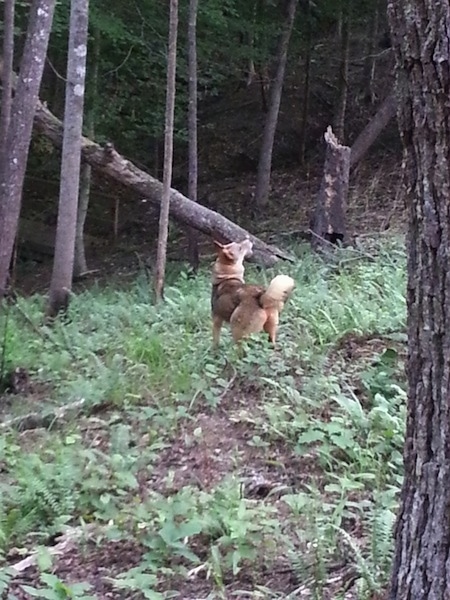 The left back side of a large breed thick coated Western Siberian Laika dog looking up into the air and standing in a wooded area.