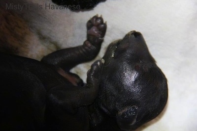 Close Up - Third Puppy laying on a blanket