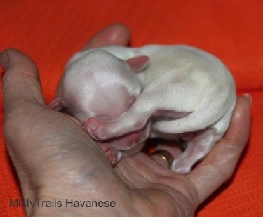 Close Up - Puppy Number Eight in front of a orange backdrop, in a persons hand