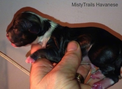 Left Profile - The first puppy being held up in the air