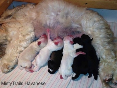 Surviving Puppies nursing