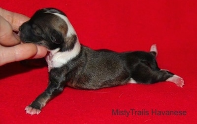 Left Profile - First Puppy on a red backdrop