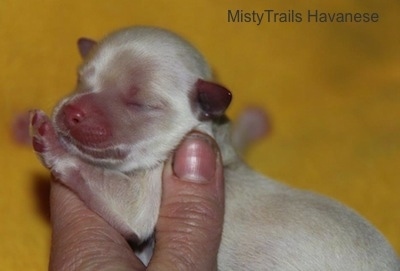 Close Up - Third Puppy on a yellow backdrop