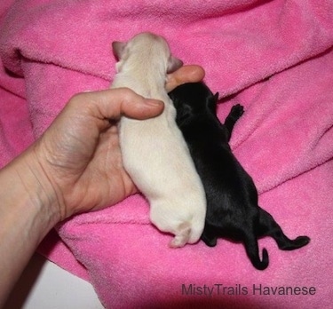 Puppy Number Seven and Eight laying on a towel