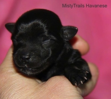 Close Up - Fifth Puppy on a pink backdrop